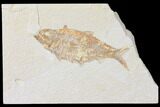 Bargain, Fossil Fish (Knightia) - Wyoming #126027-1